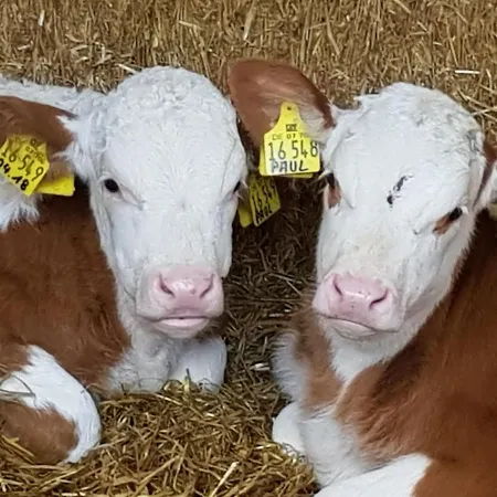 Birkenhof * Volkesfeld
