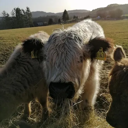 Birkenhof Volkesfeld