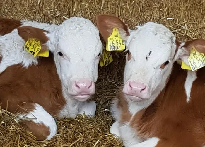 Birkenhof * Volkesfeld