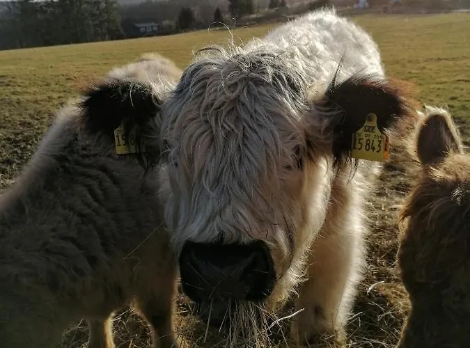 Birkenhof Volkesfeld