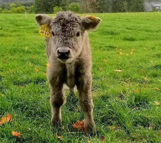 Birkenhof דירה *