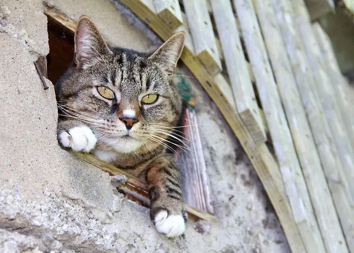 דירה Birkenhof Volkesfeld